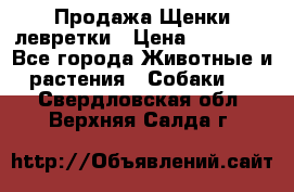 Продажа Щенки левретки › Цена ­ 40 000 - Все города Животные и растения » Собаки   . Свердловская обл.,Верхняя Салда г.